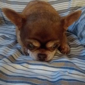 Meet your Posher, Jake